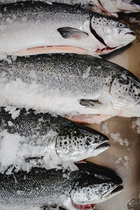 Saumon frais Atlantique Canadien 4-5kg- fileté à la main le matin de votre livraison